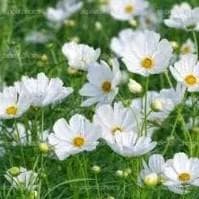 Sherry Cosmos